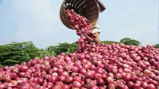 পেঁয়াজ উৎপাদনে স্বয়ংসম্পূর্ণতার পথে এগোচ্ছে বাংলাদেশ!